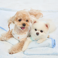 Gallery viewerに画像を読み込む, NEW|即納【Bailey】SNOW TEDDY COOLING MAT|S,M size