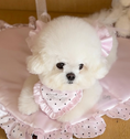 Gallery viewerに画像を読み込む, 即納【todley】Dear Love Heart Bib|S,M