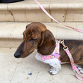 Gallery viewerに画像を読み込む, NEW|即納【iCANDOR】Gentle Leash Bolt Long| FRORA