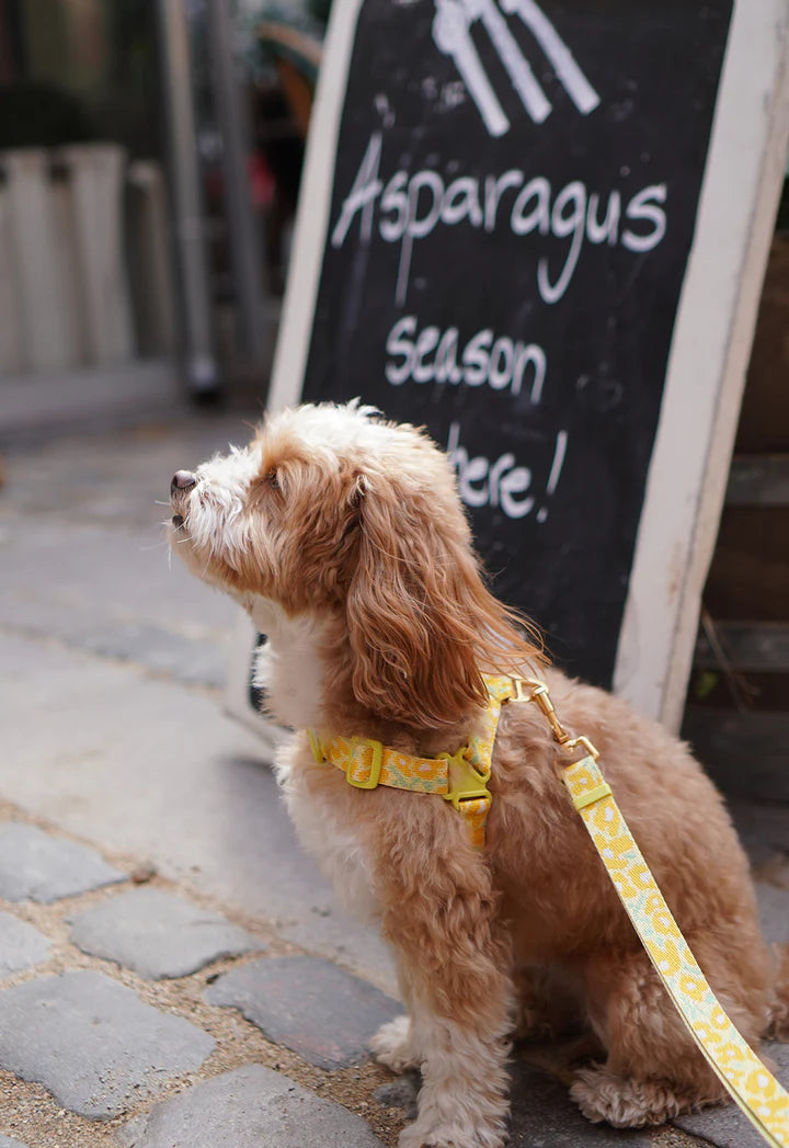 ★即納【正規販売店】iCANDOR No-Pull Harness_ BIG FISH Yellow