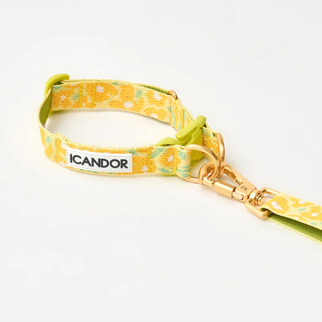 ★即納【正規販売店】iCANDOR  Gentle Leash Bolt＿BIG FISH YELLOW