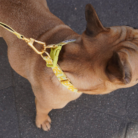 ★即納【正規販売店】iCANDOR   Gentle Collar Dual＿ BIG FISH YELLOW