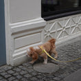 Gallery viewerに画像を読み込む, ★即納【正規販売店】iCANDOR  Gentle Leash Bolt＿BIG FISH YELLOW
