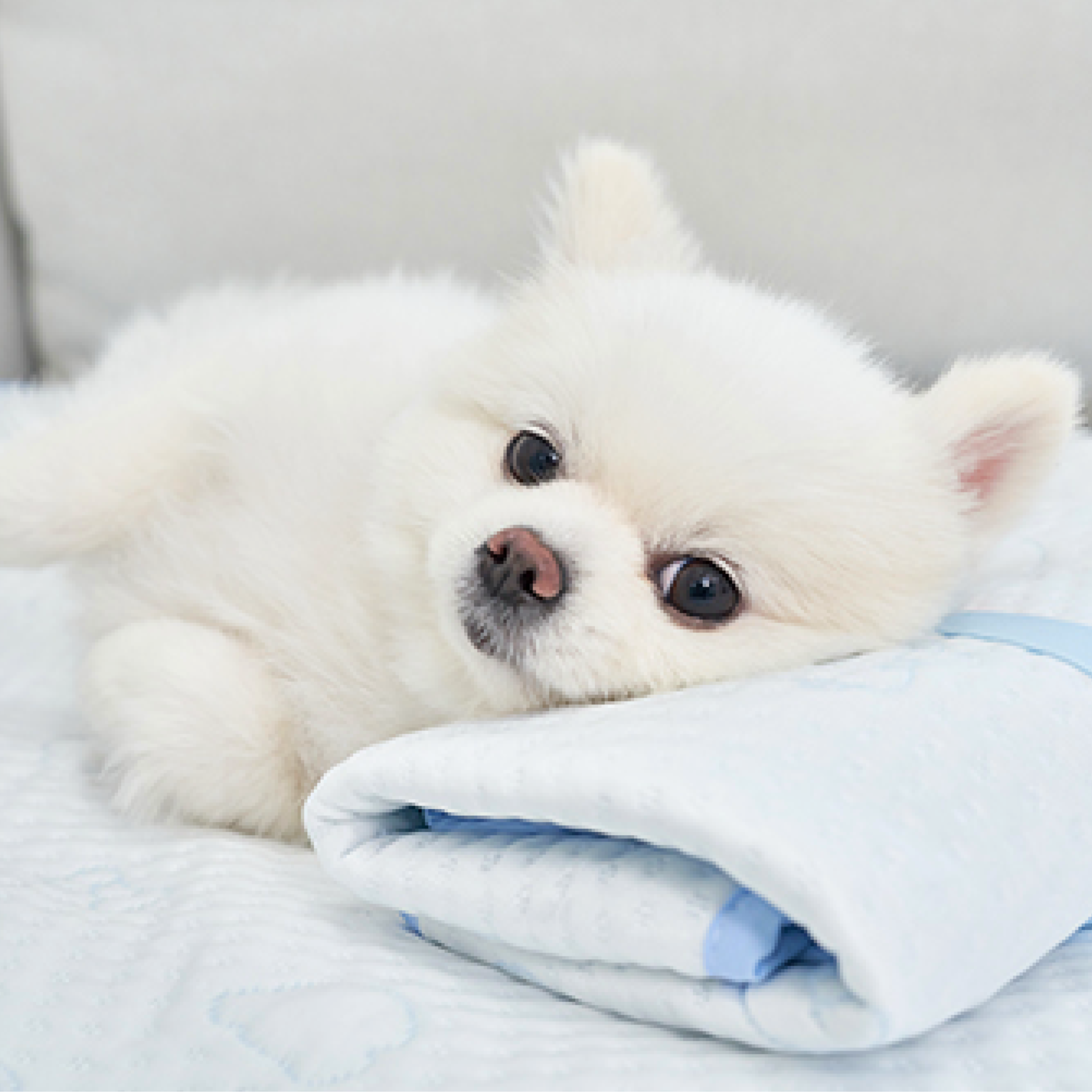 NEW｜即納【Bailey】SNOW TEDDY COOLING MAT｜S,M size