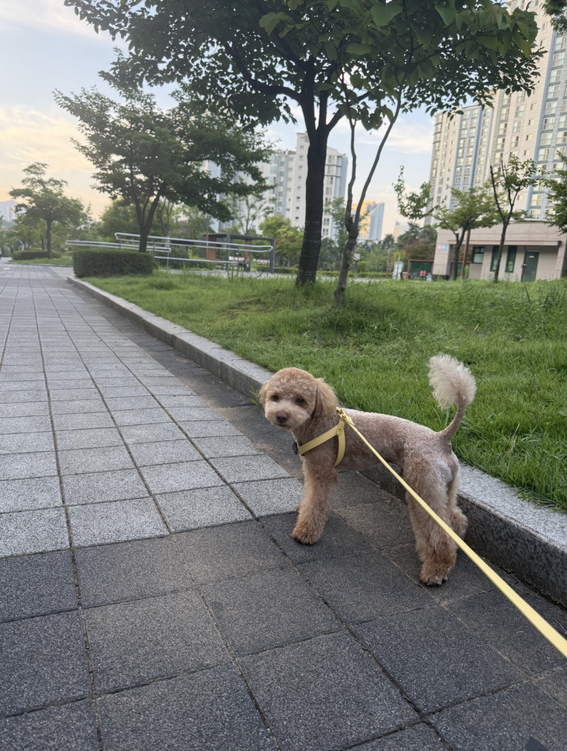 ★予約商品　日本初上陸！　正規販売店【🇰🇷BERRY MARCH】 INFINITY HARNESS_Yellow Breeze Epsom