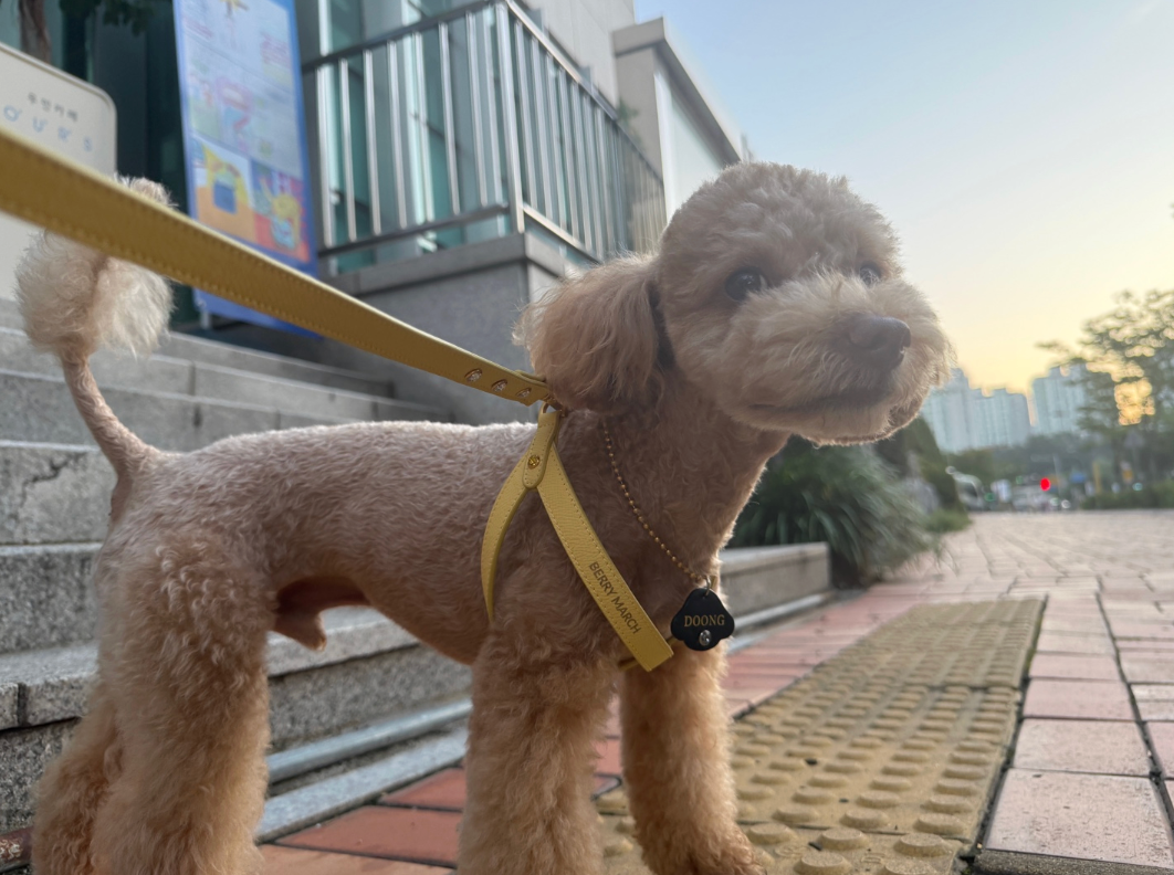 ★予約商品　日本初上陸！　正規販売店【🇰🇷BERRY MARCH】 INFINITY HARNESS_Yellow Breeze Epsom