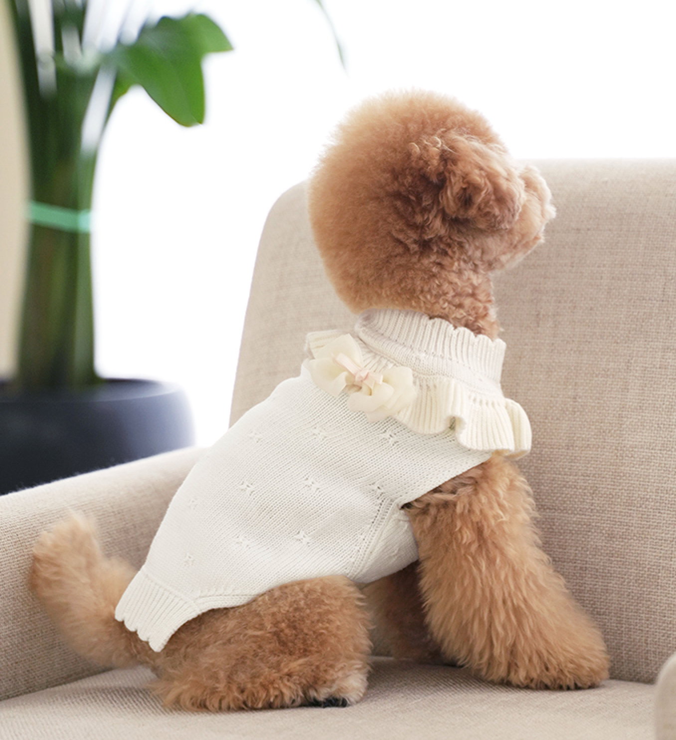 ★NEW★即納【正規販売店】Bailey Aleeyフリルニット_クリーム　※ブローチ付き