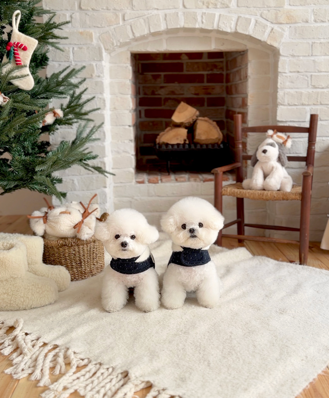 ★即納【todley】Dotty Noël Harness｜トドリー ドッティ ノエル ハーネス