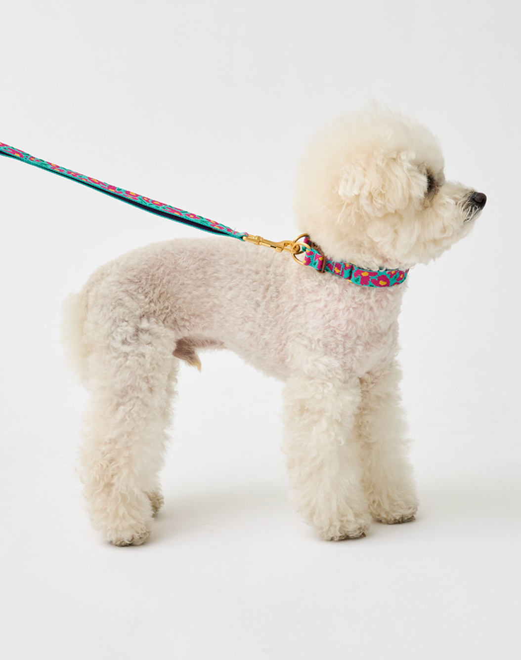 即納【iCANDOR】Gentle Collar Dual｜BIG FISH MINT　