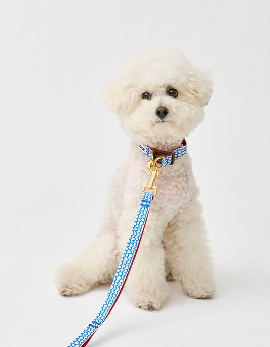 即納【iCANDOR 】Gentle Collar Dual｜SURF RIDER