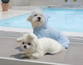 Gallery viewerに画像を読み込む, 即納【Bailey】TEDDY LIFE JACKET｜BLUE
