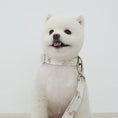 Gallery viewerに画像を読み込む, ★NEW★【予約商品】🧸Bailey Pet  TEDDYウォーキーcollar_アイボリー
