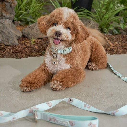 ★NEW★【予約商品】🧸Bailey Pet  TEDDY WARKIE_Leash_ミント