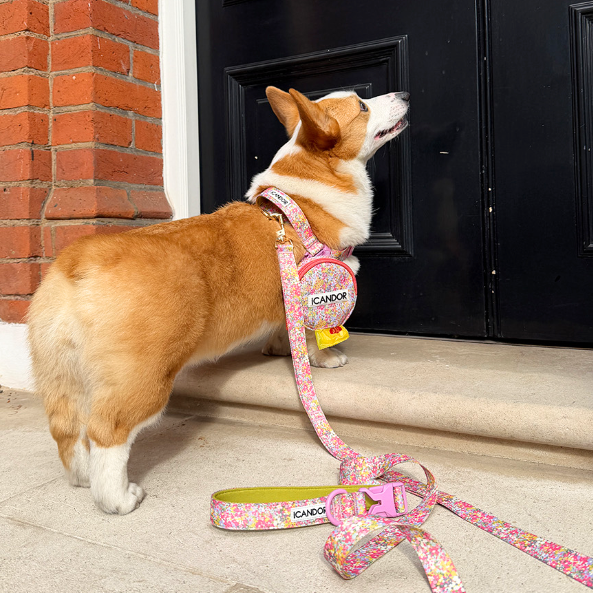 NEW｜即納【iCANDOR】Gentle Leash Bolt Long｜ FRORA