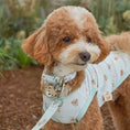 Gallery viewerに画像を読み込む, ★NEW★【予約商品】🧸Bailey Pet  TEDDYウォーキーcollarr_ミント
