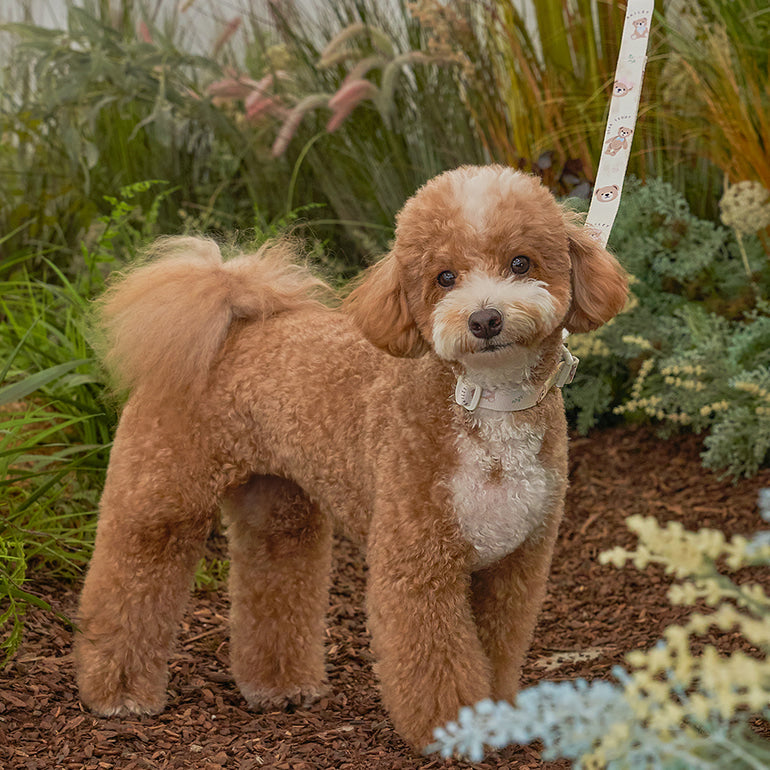★NEW★【予約商品】🧸Bailey Pet  TEDDY WARKIE_Leash__アイボリー