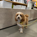 Gallery viewerに画像を読み込む, ★即納【正規販売店】iCANDOR  Gentle Leash Bolt＿BIG FISH YELLOW
