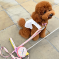 Gallery viewerに画像を読み込む, NEW｜即納【iCANDOR】Gentle Leash Bolt Long｜ FRORA
