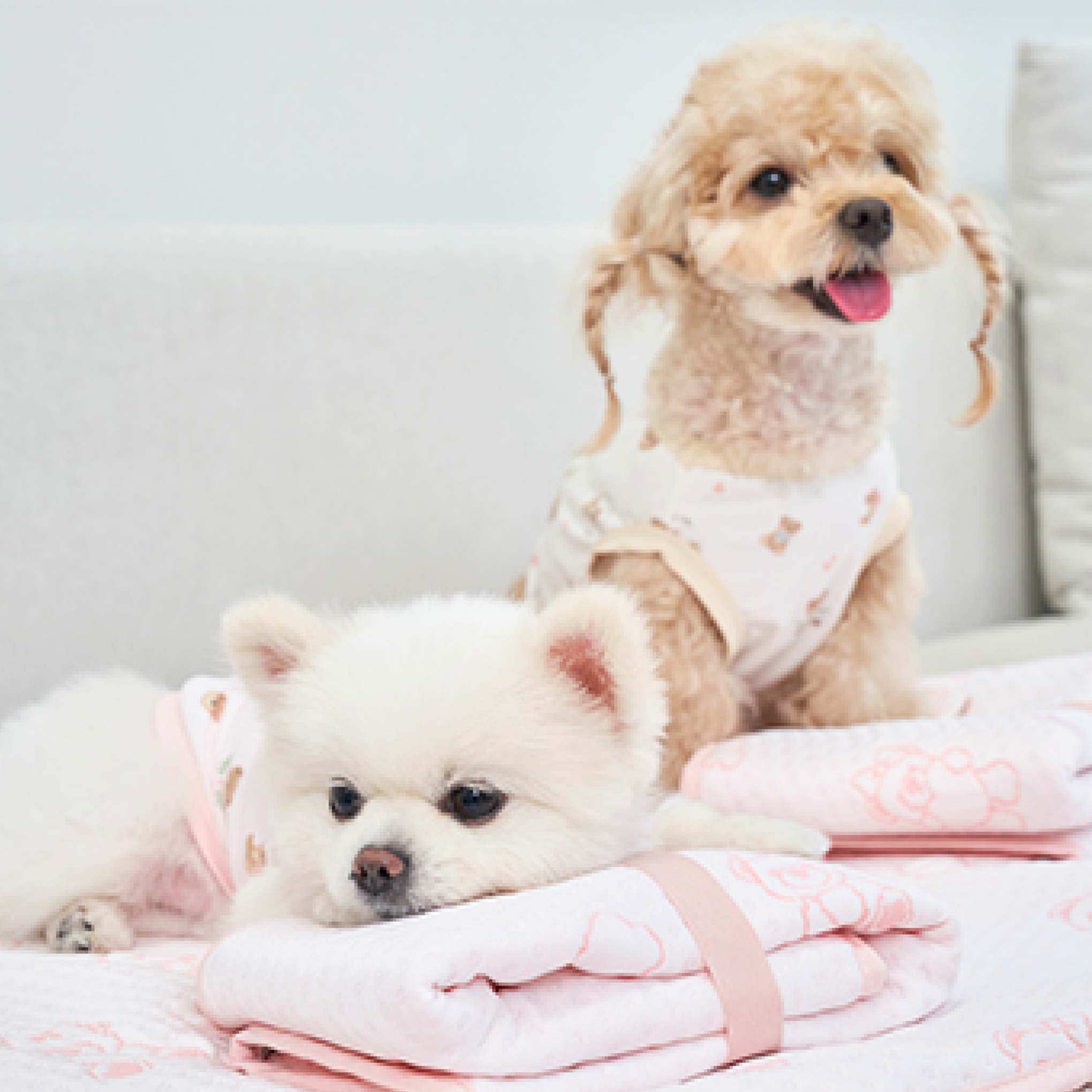NEW｜即納【Bailey】SNOW TEDDY COOLING MAT｜S,M size