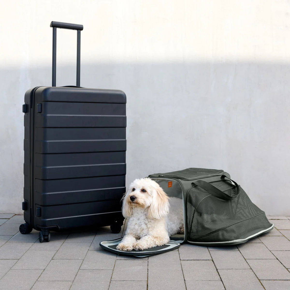 NEW｜予約商品【PALOPA】Travel Carrier Bag Benno ｜Dark Olive