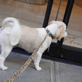 Gallery viewerに画像を読み込む, ★即納【正規販売店】iCANDOR   Gentle Collar Dual＿LEOPARD
