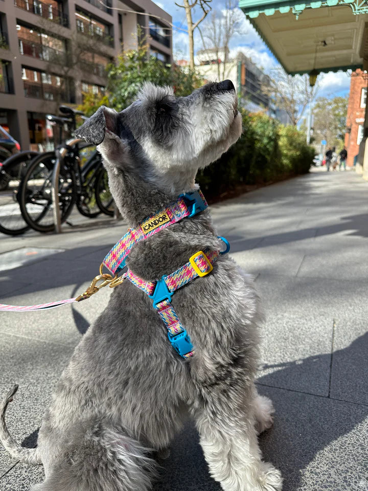 NEW｜即納【iCANDOR】No-Pull Harness｜Edinburgh Check 　※LIMITED COLOR