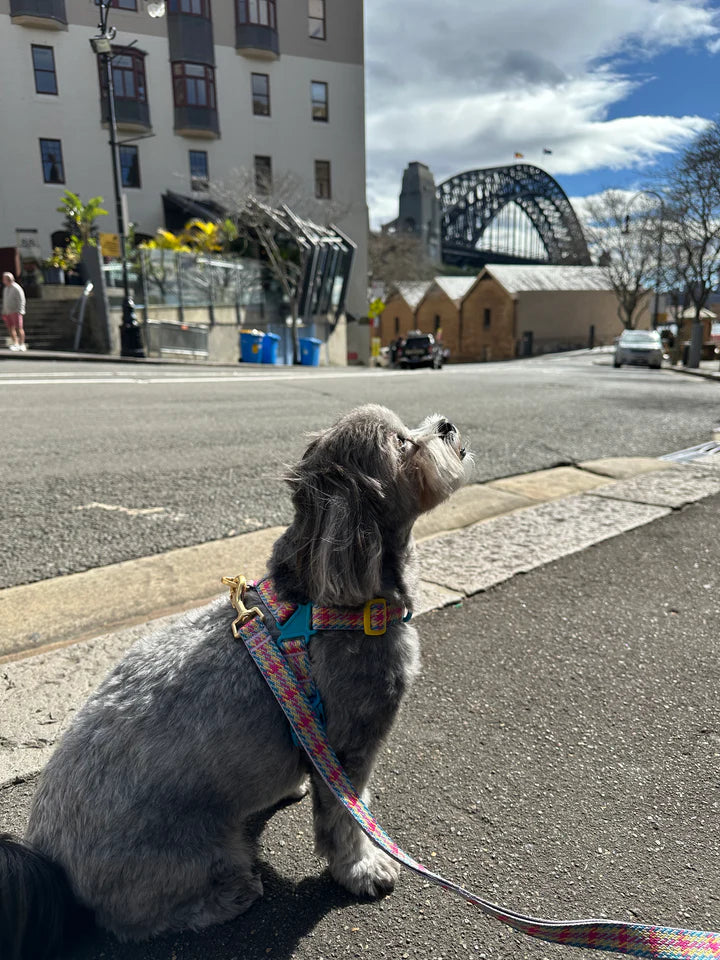 NEW｜即納【iCANDOR】No-Pull Harness｜Edinburgh Check 　※LIMITED COLOR