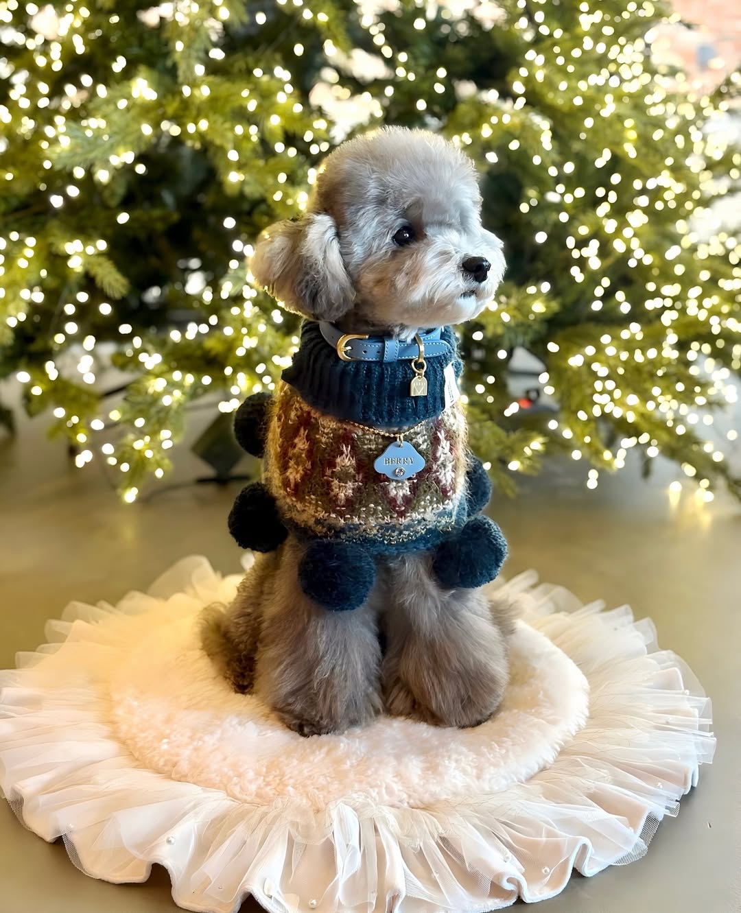 NEW｜予約商品【BERRY MARCH】Stella Collar｜Nordic Blue