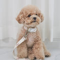 Gallery viewerに画像を読み込む, ★NEW★【予約商品】🧸Bailey Pet  TEDDYウォーキーcollar_アイボリー
