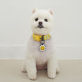 Gallery viewerに画像を読み込む, ★NEW★【予約商品】デイジー　ウォーキーcollar_イエロー
