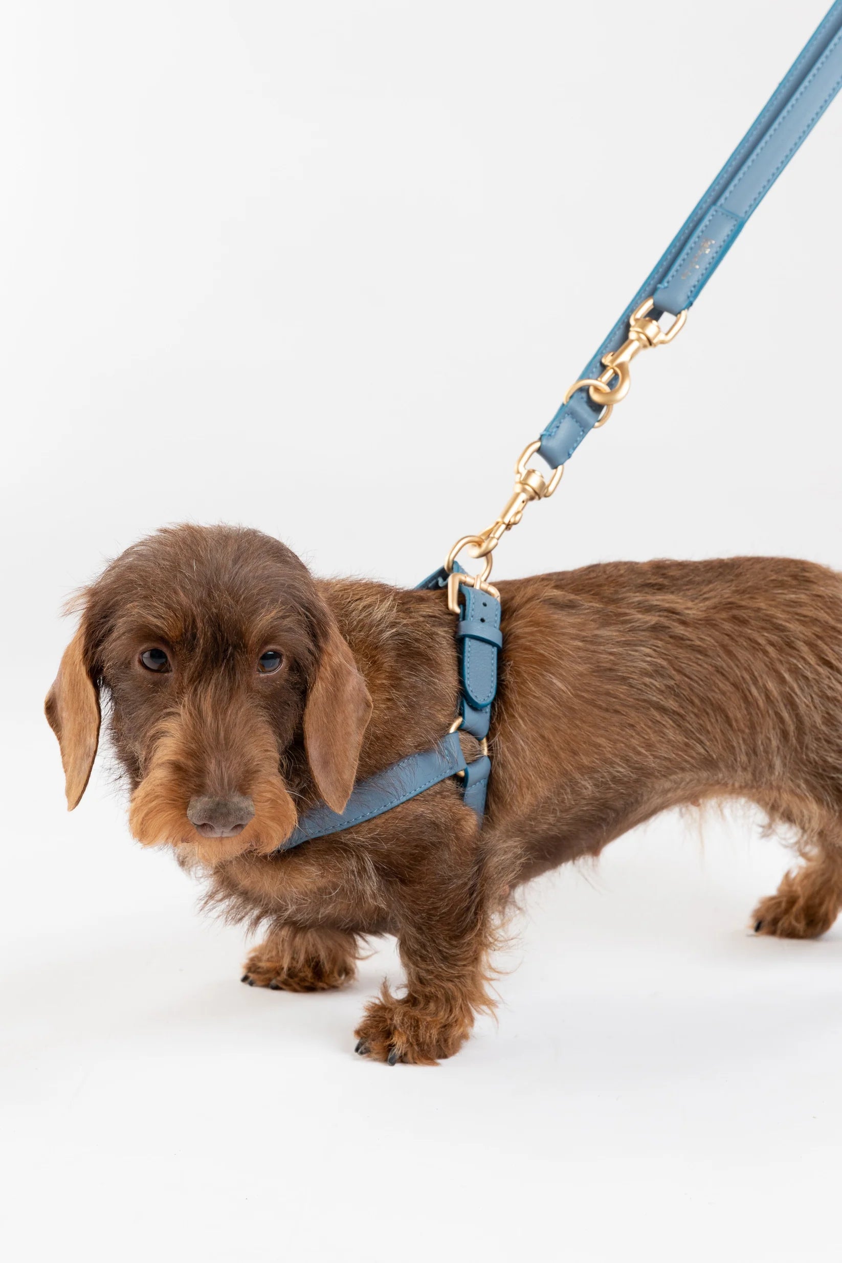 🇮🇹予約商品🇮🇹　正規取扱店【2.8】MARIO HARNESS