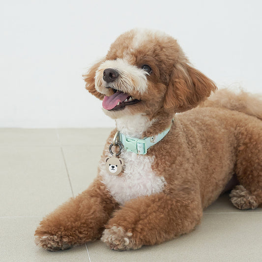 ★NEW★【予約商品】🧸Bailey Pet  TEDDYウォーキーcollarr_ミント